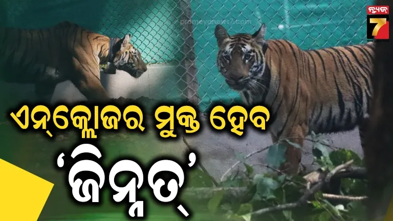 Tigress Jinnat: ଶିମିଳିପାଳରେ ଖାପଖୁଆଇଲା ‘ଜିନ୍ନତ୍’, ୪ ଶାବକ ଜନ୍ମ ଦେବାପରେ ଖୋଲାଯିବ ରେଡିଓ କଲାର