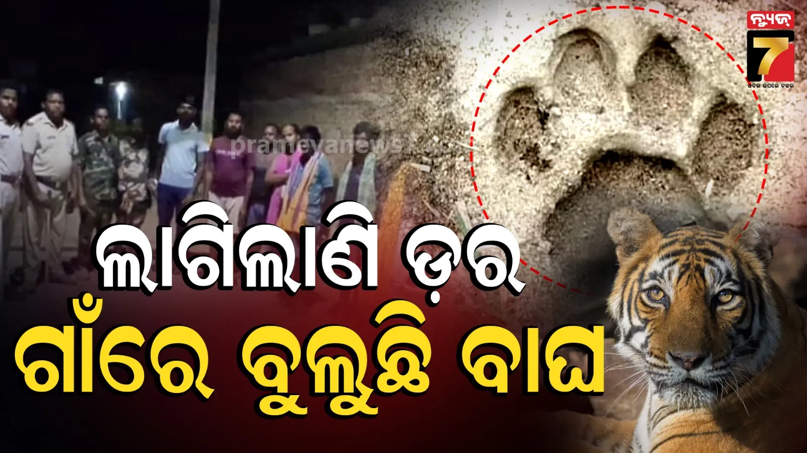 ସମାକୁପା ଗାଁ ଲୋକେ ସାବଧାନ, ପାଖ ଜଙ୍ଗଲରେ ବୁଲୁଛି ବାଘ !