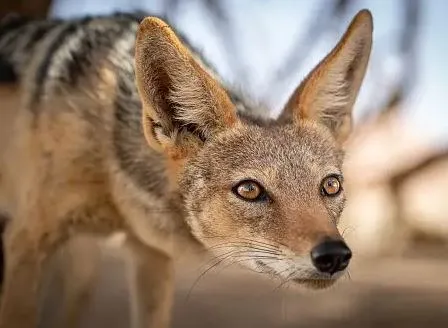 Wild Jackal Koraput: ବୈପାରୀଗୁଡାରେ ବିଲୁଆ ଆତଙ୍କ ; ଗାଁରେ ପଶି ଗୋଡ଼ାଇ ଗୋଡ଼ାଇ କାମୁଡ଼ିଲା, ୬ ଗୁରୁତର
