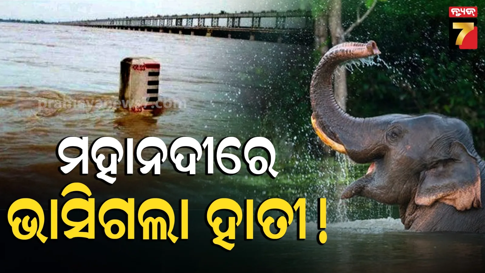 ମହାନଦୀ ସୁଅରେ ଭାସିଗଲା ଦନ୍ତା ! କଣ୍ଟିଲୋରୁ ସିଧା ବଡମ୍ବାରେ ପହଁଚିଲା...