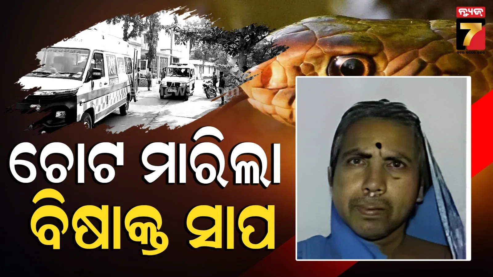 କବାଟ ଖୋଲୁଥିଲେ ସାଇଆମ୍ମା, ଚୋଟ ମାରିଲା ବିଷାକ୍ତ ସାପ...