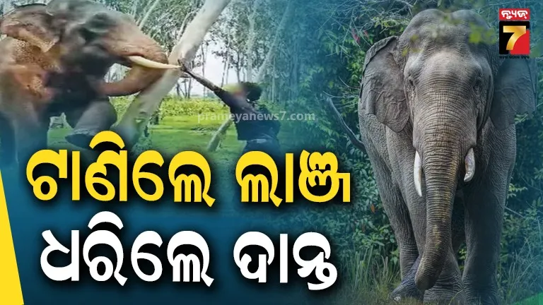 elephant