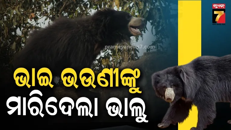 ଆଗ ନିଜ ଛୁଆଙ୍କୁ ଖାଇଲା, ପରେ ଭାଇ-ଭଉଣୀଙ୍କୁ ଆକ୍ରମଣ କରି ମାରିଦେଲା ଭାଲୁ...