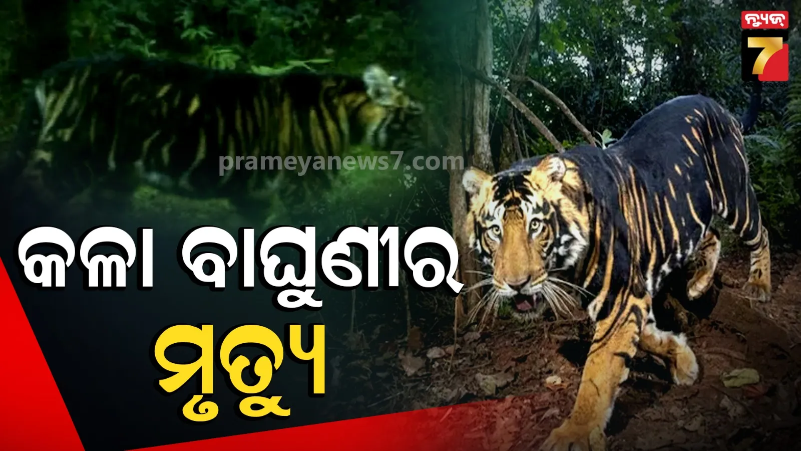 ଶିମିଳିପାଳରେ ବାଘୁଣୀର ମୃତ୍ୟୁ, ପୋଷ୍ଟମର୍ଟମ ରିପୋର୍ଟ ଆସିବା ପରେ ସ୍ପଷ୍ଟ ହେବ କାରଣ