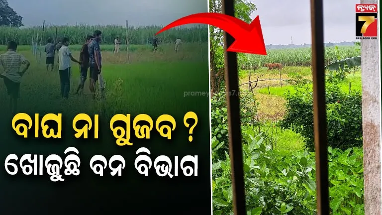 Tiger Terror: ଯାଜପୁର ବଡ଼ଚଣାରେ ବାଘ ଆତଙ୍କ ! ଭାଇରାଲ୍ ଫଟୋର ସତ୍ୟତା ଯାଞ୍ଚ କରୁଛି ବନ ବିଭାଗ