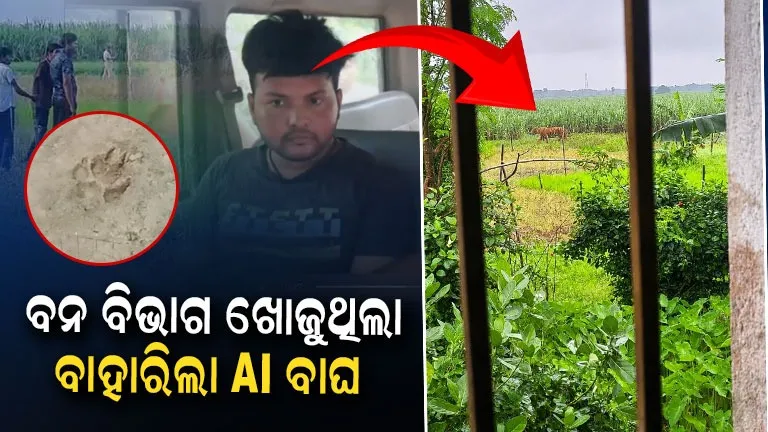 AI ବାଘ ଫଟୋ ଛାଡ଼ି ଲୋକଙ୍କୁ ଆତଙ୍କିତ କଲେ ଯୁବକ: ପ୍ରଶାସନ ନାକେଦମ୍, ଥାନାକୁ ନେଲା ପୋଲିସ