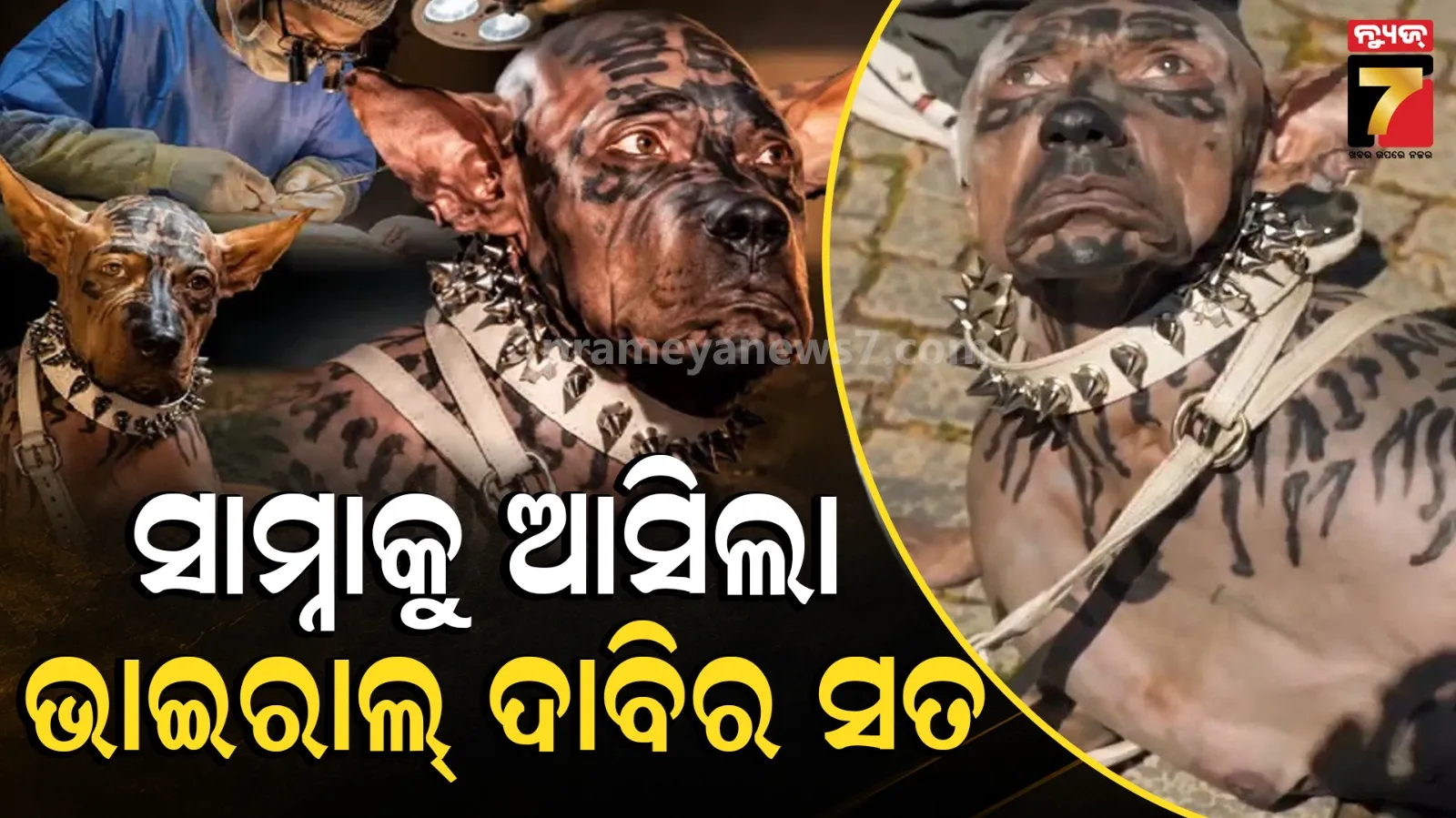 Japanese Man Become Dog Viral Claim:୨୨୦ କୋଟି ଖର୍ଚ୍ଚ କରି କୁକୁର ହୋଇଗଲେ ଜାପାନୀ କୋଟିପତି! ଭାଇରାଲ ଦାବିର ହେଲା ପର୍ଦ୍ଦାଫାଶ, ଜାଣନ୍ତୁ ସତ କ’ଣ?
