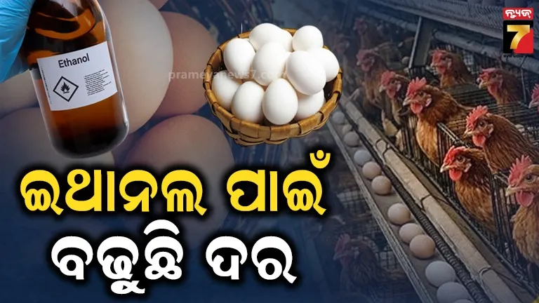 Egg Prices Rise 40% in India: 
