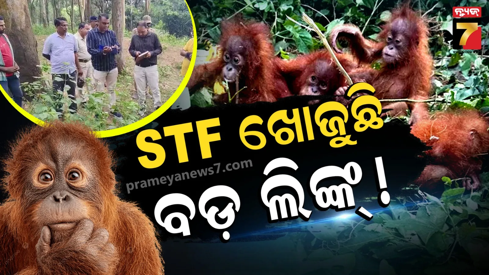 Orangutan Odisha : କେଉଁଠୁ ଆସିଲେ, କିଏ ଆଣିଲା ? ୧୭୦ରୁ ଅଧିକ ସିସିଟିଭି ଯାଞ୍ଚ, ଓଡ଼ିଶା-ପଶ୍ଚିମବଙ୍ଗ ସୀମାନ୍ତରେ STFର ଛାନଭିନ୍