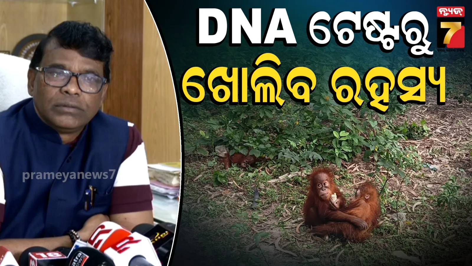 ଓରାଙ୍ଗଉଟାନ ଚାଲାଣରେ ସରକାରଙ୍କ କଡ଼ା ଆଭିମୁଖ୍ୟ: DNA ଟେଷ୍ଟରୁ ଖୋଲିବ ଅସଲି ରହସ୍ୟ !