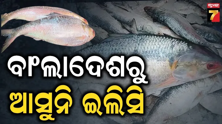 Ilish missing: ବାଂଲାଦେଶରେ ଇଲିସି ମାଛର ଅଭାବ, ଚାହିଦା ମେଣ୍ଟାଉଛି ଗୁଜରାଟ !