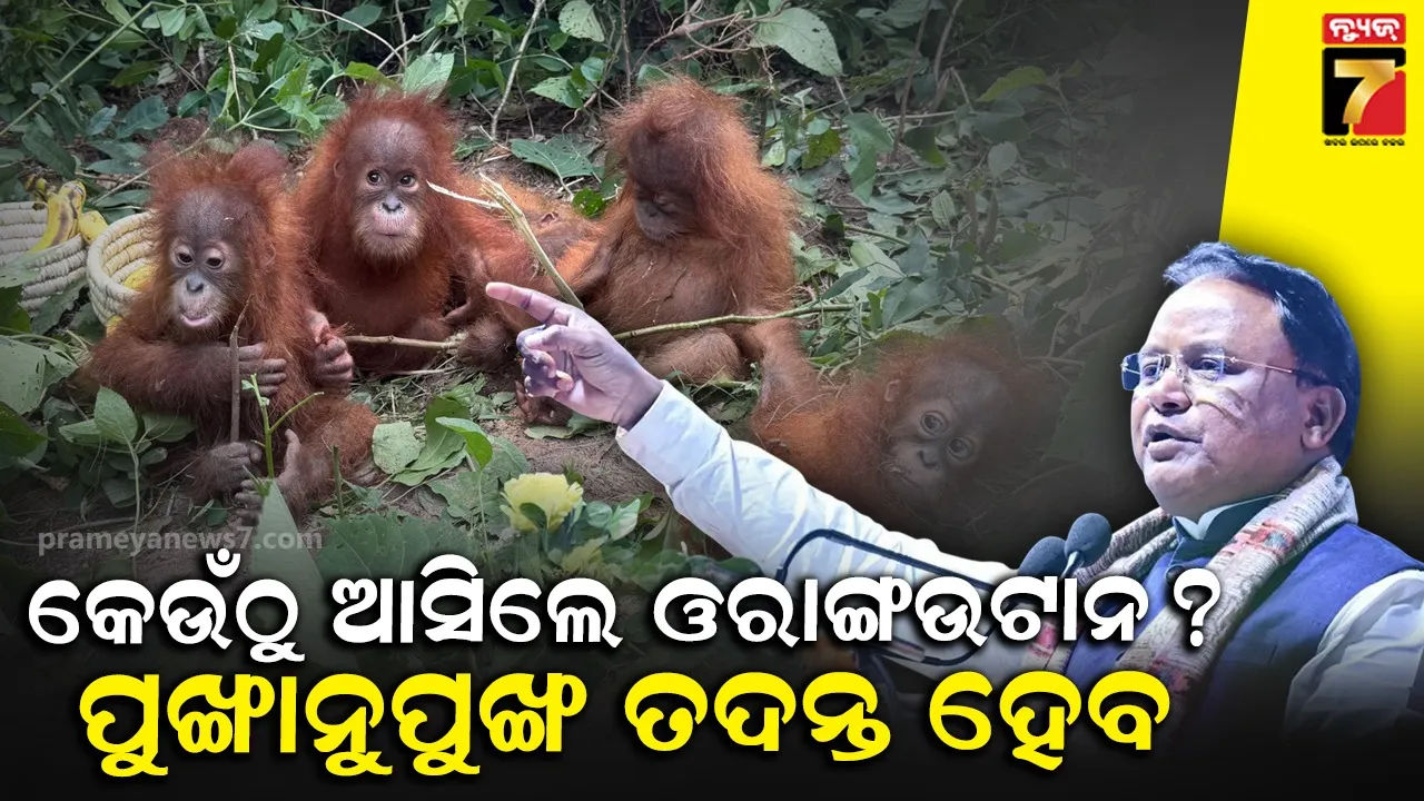 ଶିଶୁ ଓରାଙ୍ଗଉଟାନ ଉଦ୍ଧାର ଘଟଣା, ଉଦ୍‌ବେଗ ପ୍ରକାଶ କଲେ ମୁଖ୍ୟମନ୍ତ୍ରୀ