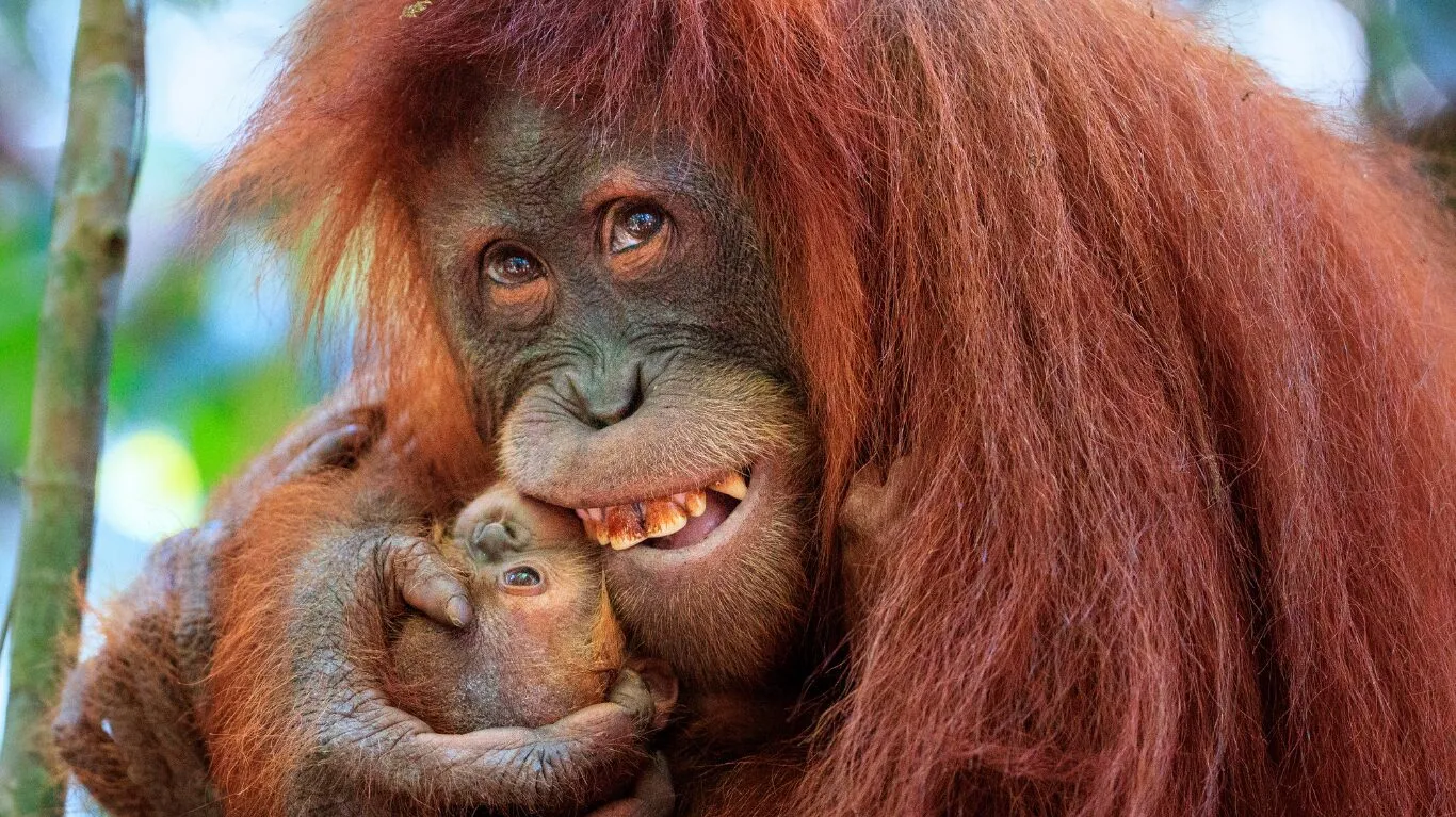 Orangutans Life: ଛୁଆ ପାଇଁ ଜୀବନ ଦିଏ ମା’ ଓରାଙ୍ଗଉଟାନ୍‌, ବିପଦରେ ‘ଜଙ୍ଗଲର ମଣିଷ’  