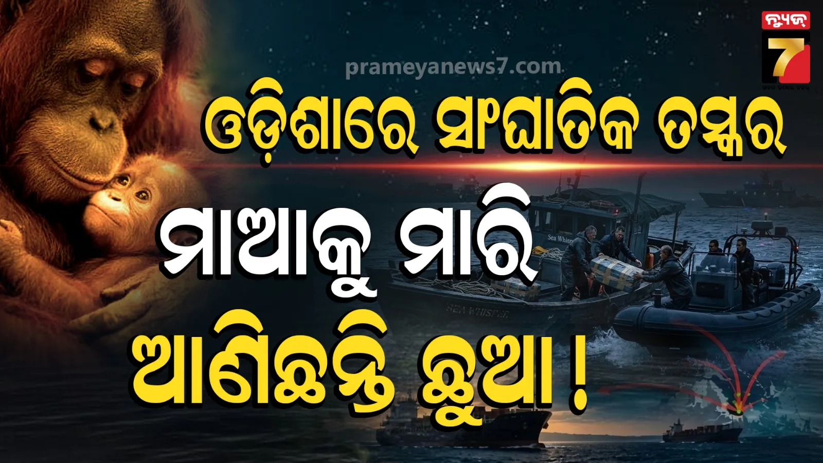 ମାଆ କେଉଁଠି? ୫ ଶିଶୁ ଓରାଙ୍ଗଉଟାନଙ୍କୁ ନେଇ ବଡ଼ ରହସ୍ୟ ! 