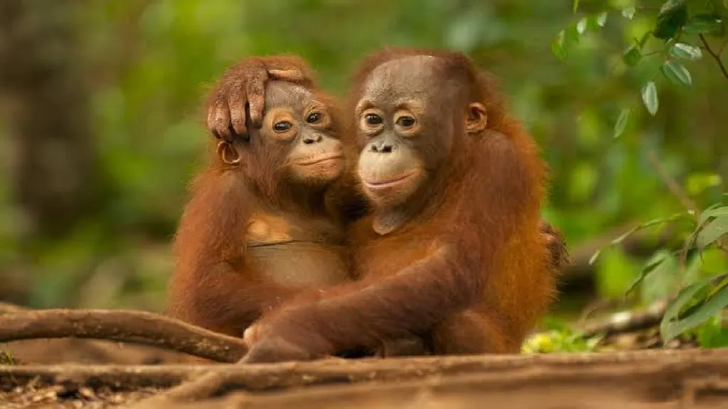 orangutan