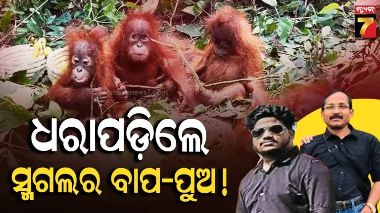 orangutan