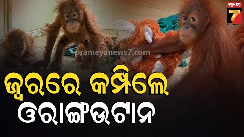 Orangutan Suffers Repeated Fever at Nandankanan Zoo