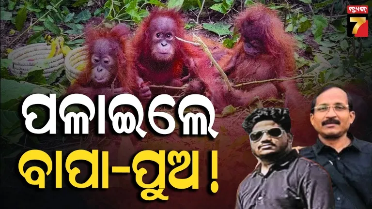 ବିଦେଶରେ ଲୁଚିଛନ୍ତି ଓରାଙ୍ଗଓଟାନ୍ ସ୍ମଗଲର୍ ବାପା-ପୁଅ ! କେମିତି ଧରିବ ଏସଟିଏଫ୍ ?