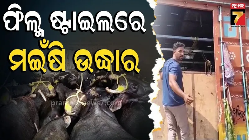 Illegal Buffalo Smuggling Foiled
