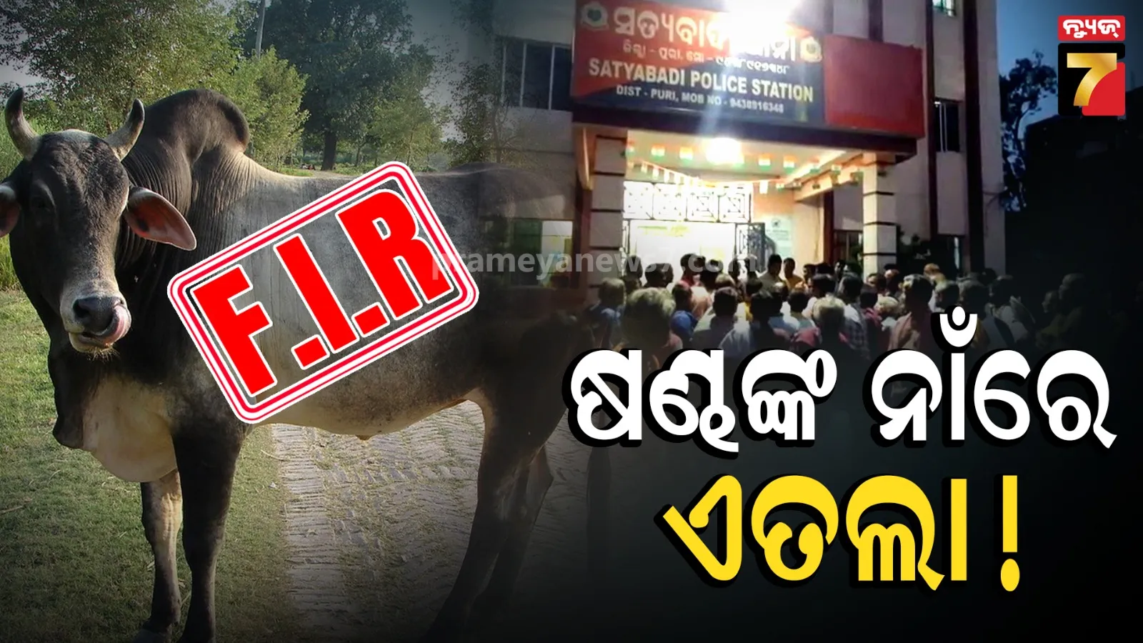ସାକ୍ଷୀଗୋପାଳ ଥାନାରେ ଅଜବ ଏତଲା, ଷଣ୍ଢଙ୍କ ପାଇଁ ଥାନାକୁ ଗଲେ ଗାଁ ଲୋକେ, କହିଲେ ବାବୁ ଆମେ ଚଳିବୁ କେମିତି ?
