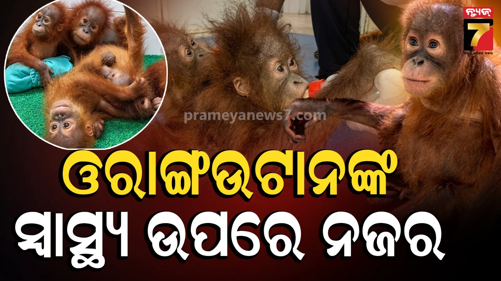 ଓରାଙ୍ଗଉଟାନଙ୍କ ଯତ୍ନ ଓ ପୋଷଣ ଯାଞ୍ଚ କଲା ଟେକ୍ନିକାଲ କମିଟି, ଆଜି ଦାଖଲ ହେବ ରିପୋର୍ଟ