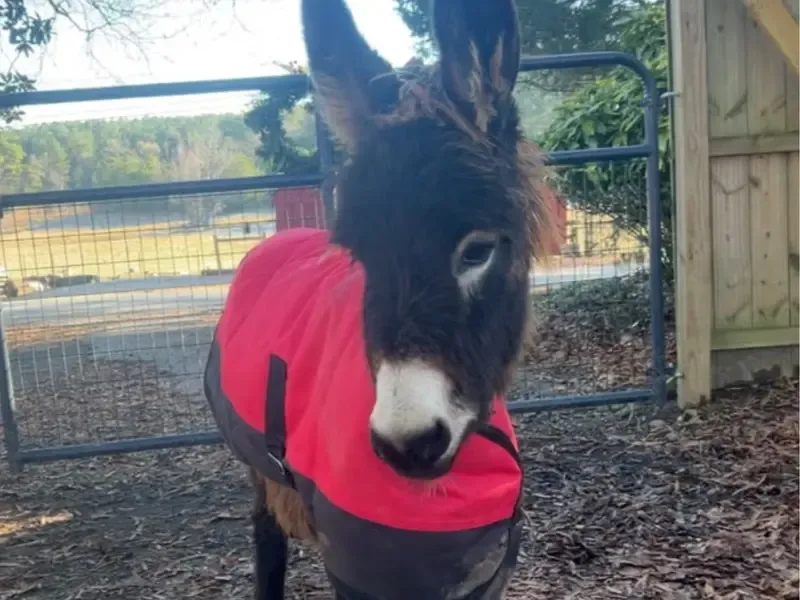 donkey