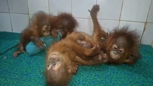 Orangutans