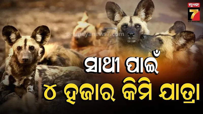 3 African Wild Dogs Trek 4000km Across Zambia in Search of Mate