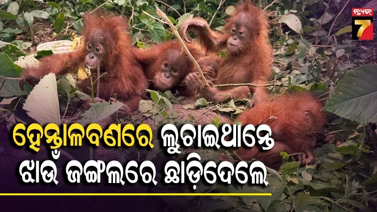 ୧୦ ଦିନ ପରେ ବି STFର ହାତ ଖାଲି, ଓରାଙ୍ଗଉଟାନ ଠାବ ଘଟଣା ଏବେବି ରହସ୍ୟ ଘେରରେ…