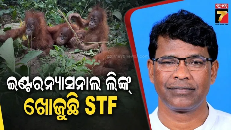 Orangutans