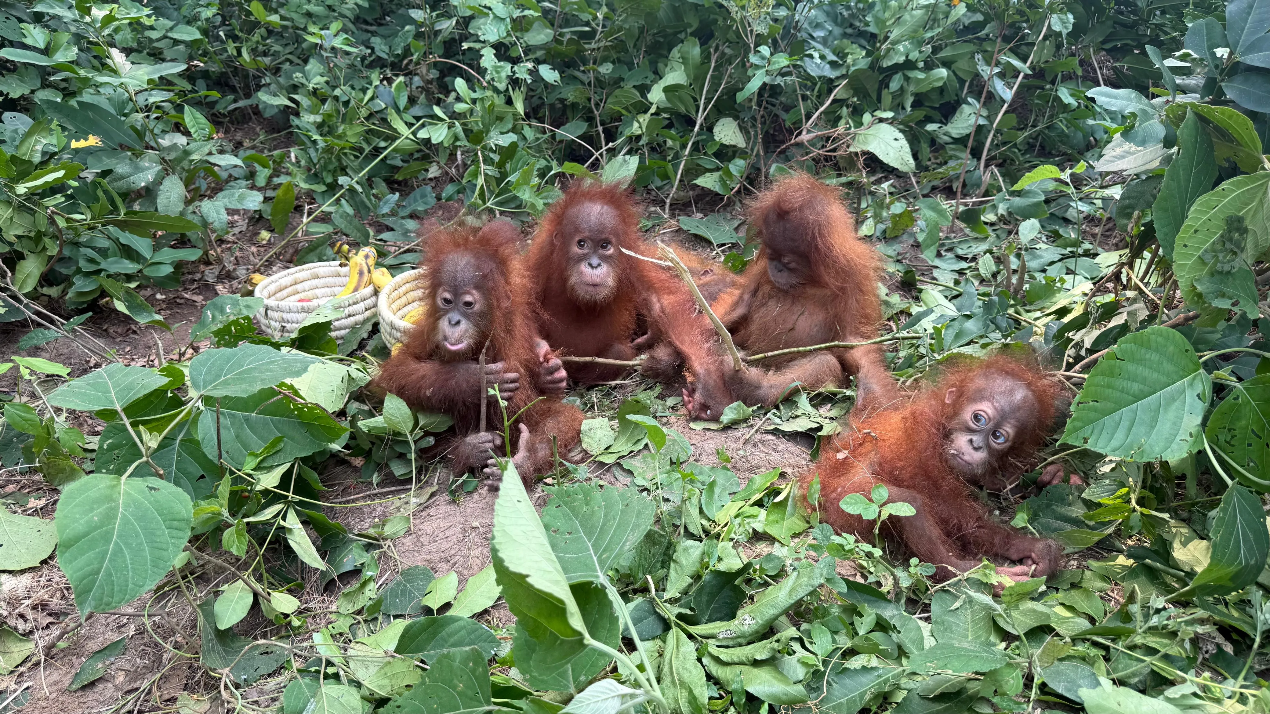 Orangutan