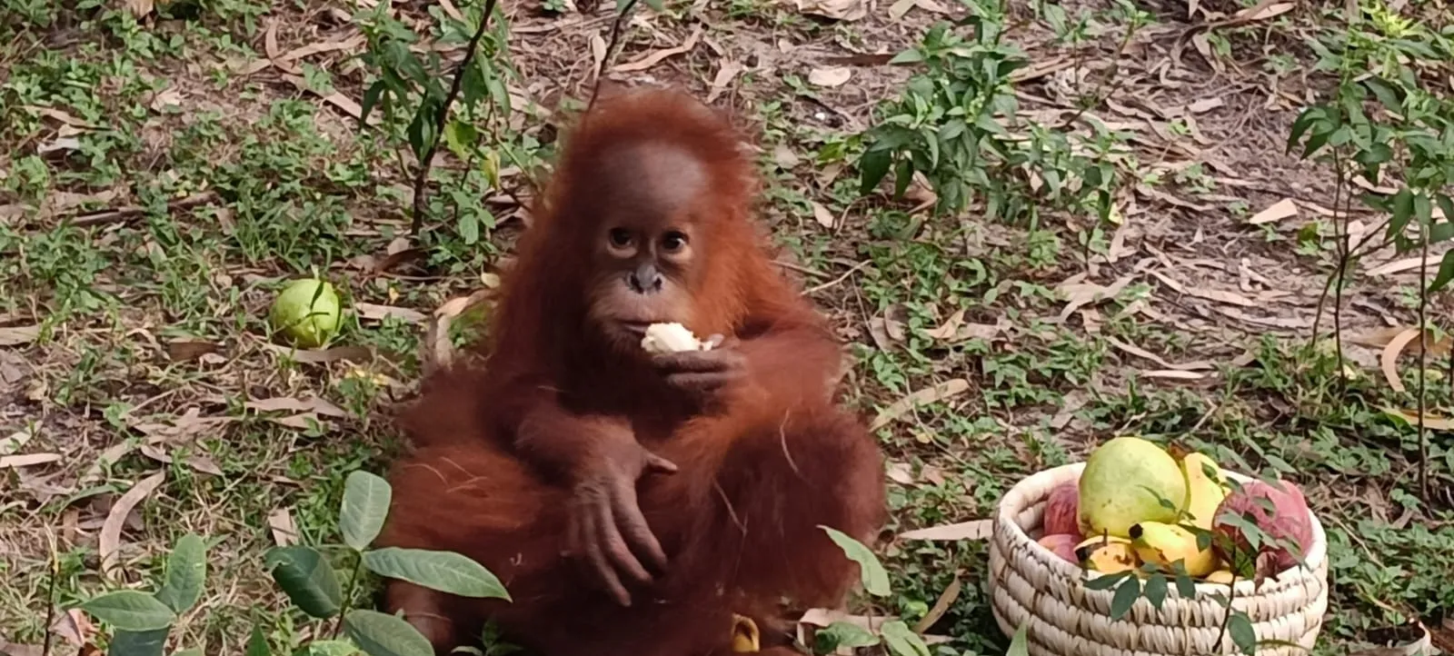 Rare orangutan