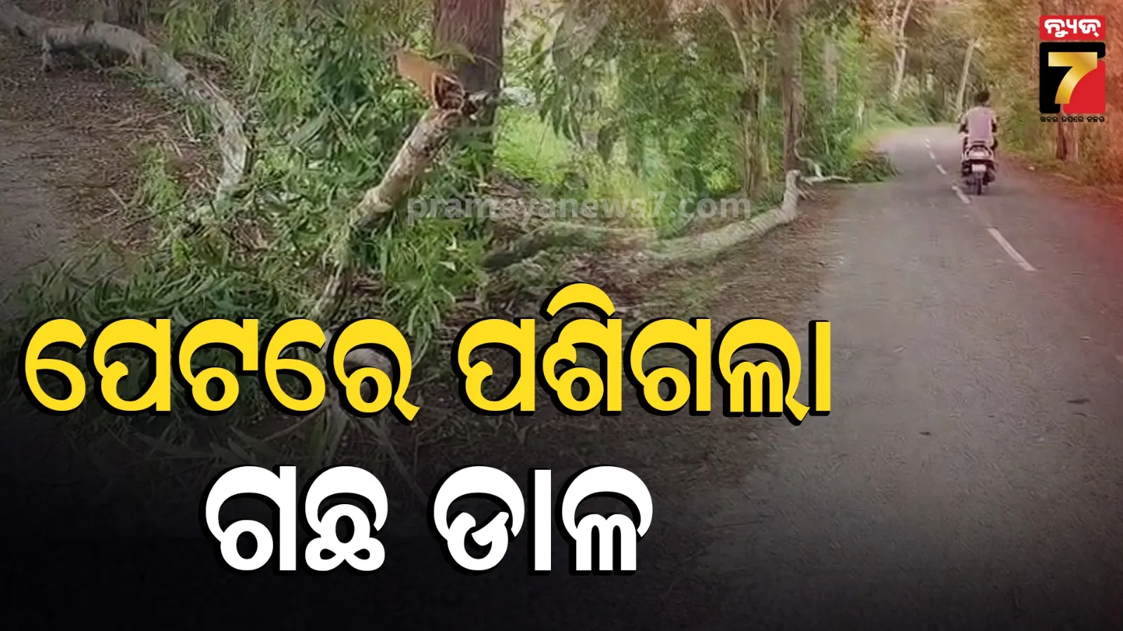 ଏମିତି ବି ଆସେ ବିପଦ, ଯୁବକଙ୍କ ପେଟରେ ପଶିଗଲା ଗଛ ଡ଼ାଳ
