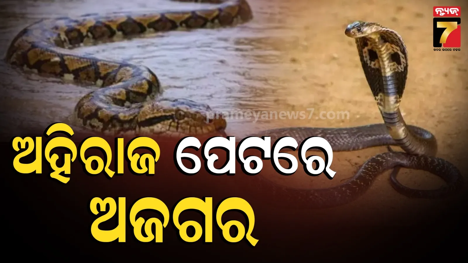 Karnataka snake rescue