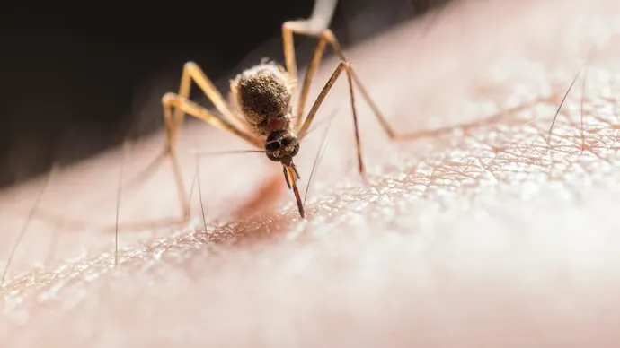 India’s First Dengue Vaccine Qdenga to Arrive in 2027: How It Works, Efficacy and Two-Dose Schedule