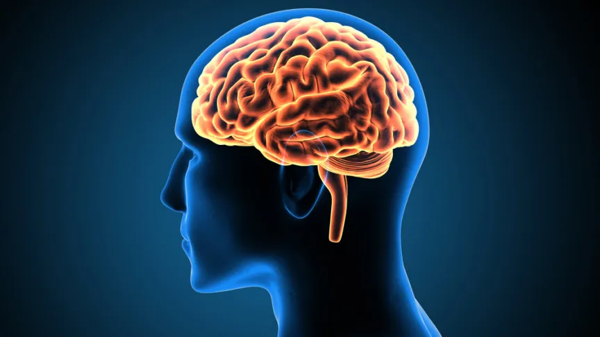  human brain