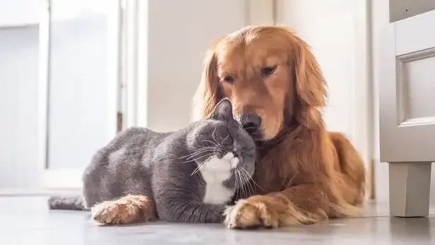 Can Pets Get Lonely? Signs Your Dog or Cat Needs More Attention