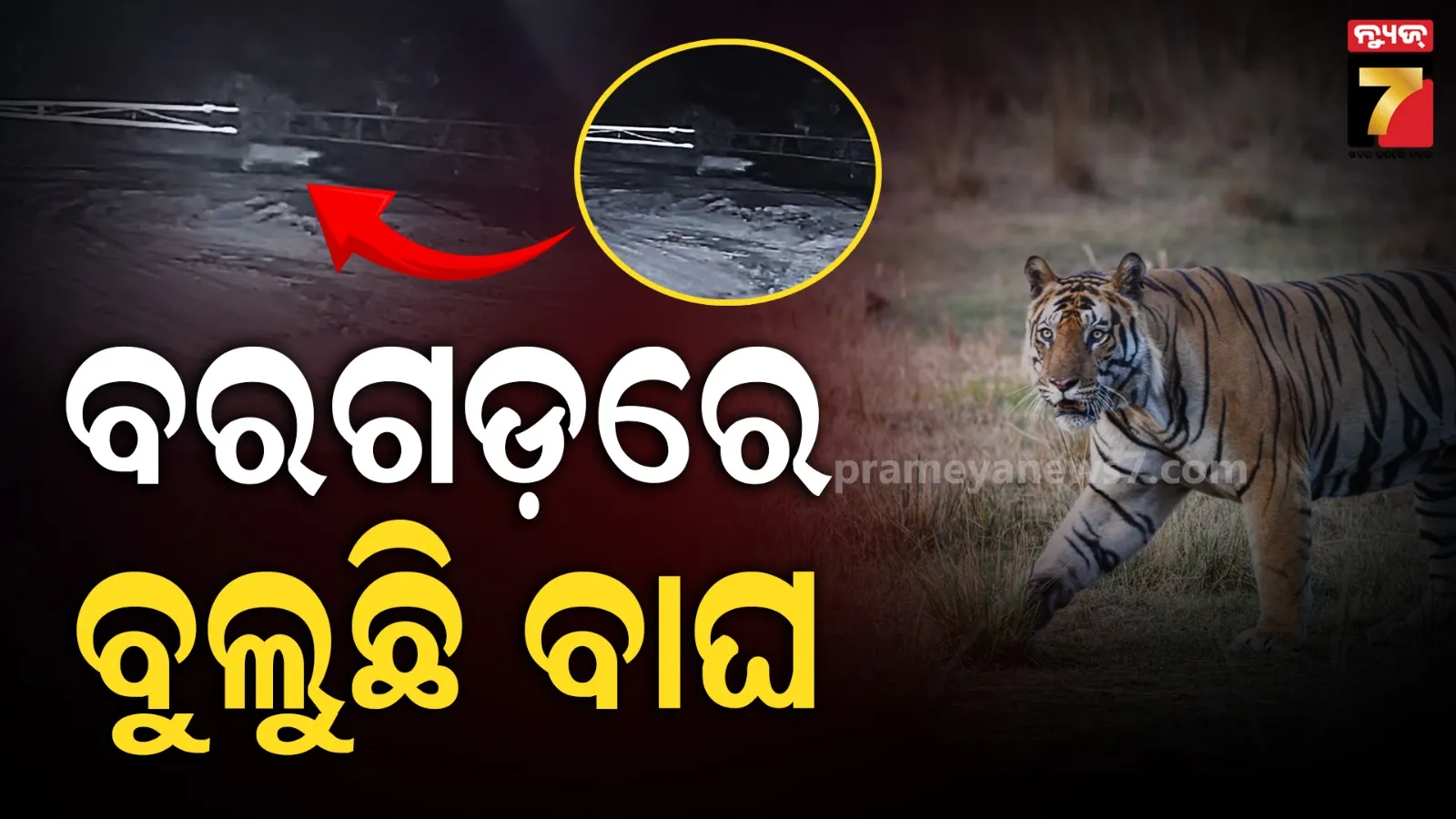 CCTVରେ କଏଦ ବାଘର ଭିଜୁଆଲ୍ : କୁକୁରକୁ ମାରି ଖାଇଲା, ଟ୍ରାକ୍ କରୁଛି ବନ ବିଭାଗ