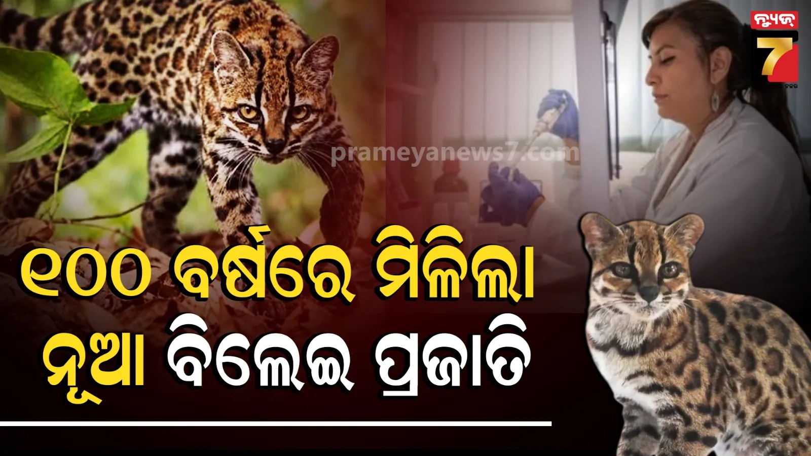 ୧୦୦ ବର୍ଷ ପରେ ଦୁନିଆକୁ ମିଳିଲା ଏକ ଜୀବନ୍ତ ବିଲୁପ୍ତ ବିଲେଇ ପ୍ରଜାତି ; ଆକାର ଏତେ ଛୋଟ ଯିଏ ଦେଖିଲେ ହେବେ ଆଶ୍ଚର୍ଯ୍ୟ....
