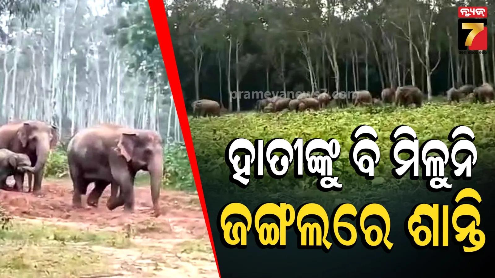 Elephants Safety