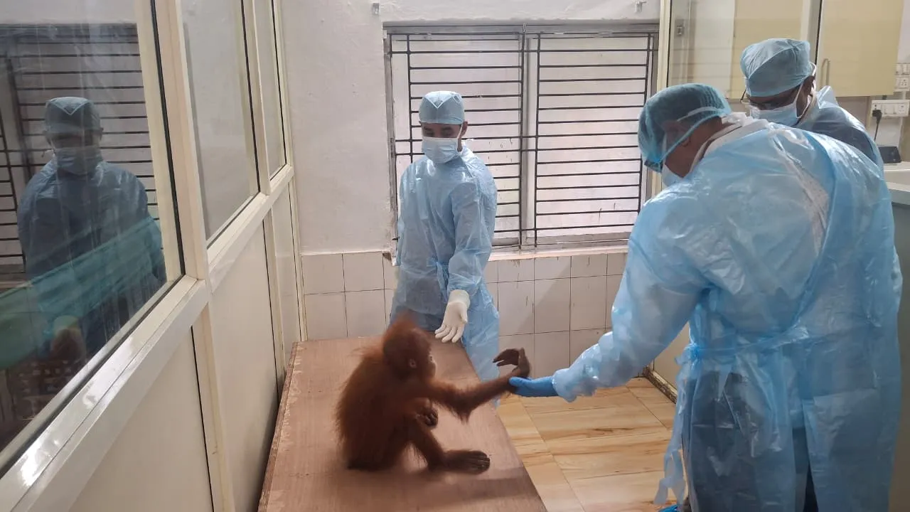 orangutan