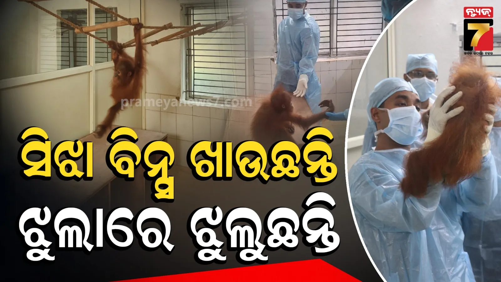 ଧୀରେ ଧୀରେ ସୁସ୍ଥ ହେଉଛନ୍ତି ଓରାଙ୍ଗଉଟାନ ଶାବକ, ବିଶେଷଜ୍ଞଙ୍କ ପରାମର୍ଶରେ ବଦଳିଲା ଖାଦ୍ୟ