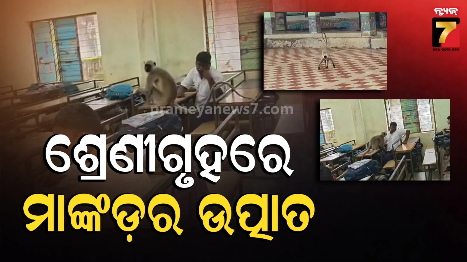 Monkey Attacks Students in Keonjhar School