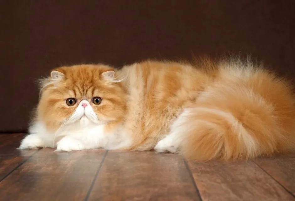 cat news