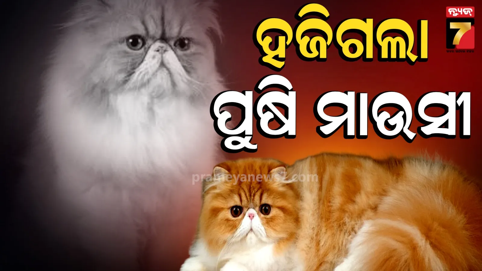 ଆମ ଗୋଲୁକୁ ଦେଖିଛ କି ? ଟୀକା ନେବାକୁ ଗଲା ବେଳେ ଦୌଡି଼ ପଳାଇଲା, ପାଉ ନାହାଁନ୍ତି ପରିବାର ଲୋକେ