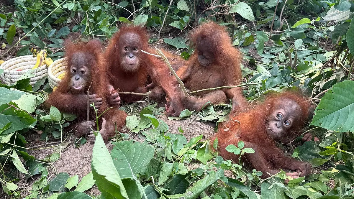 orangutans