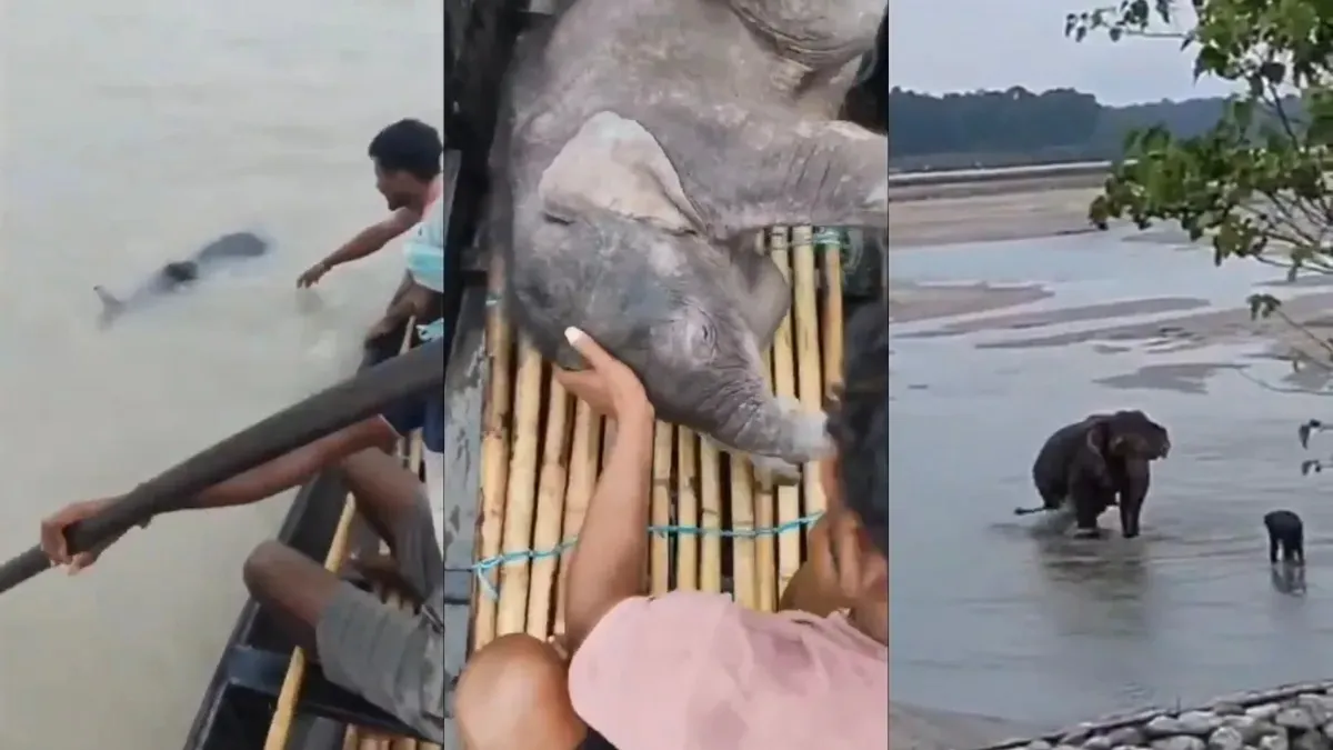 Baby Elephant Swept Away in Teesta River