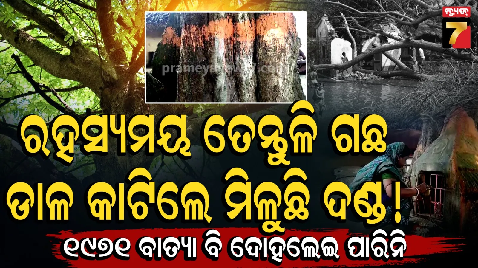 Odisha mysterious tree : ଗଛରୁ ଡାଳ ଭାଙ୍ଗିଲେ ୨୧ ଦିନ ଜ୍ୱର... ଫଳ ଜବରଦସ୍ତି ତୋଳିଲେ ବିପଦ ! 