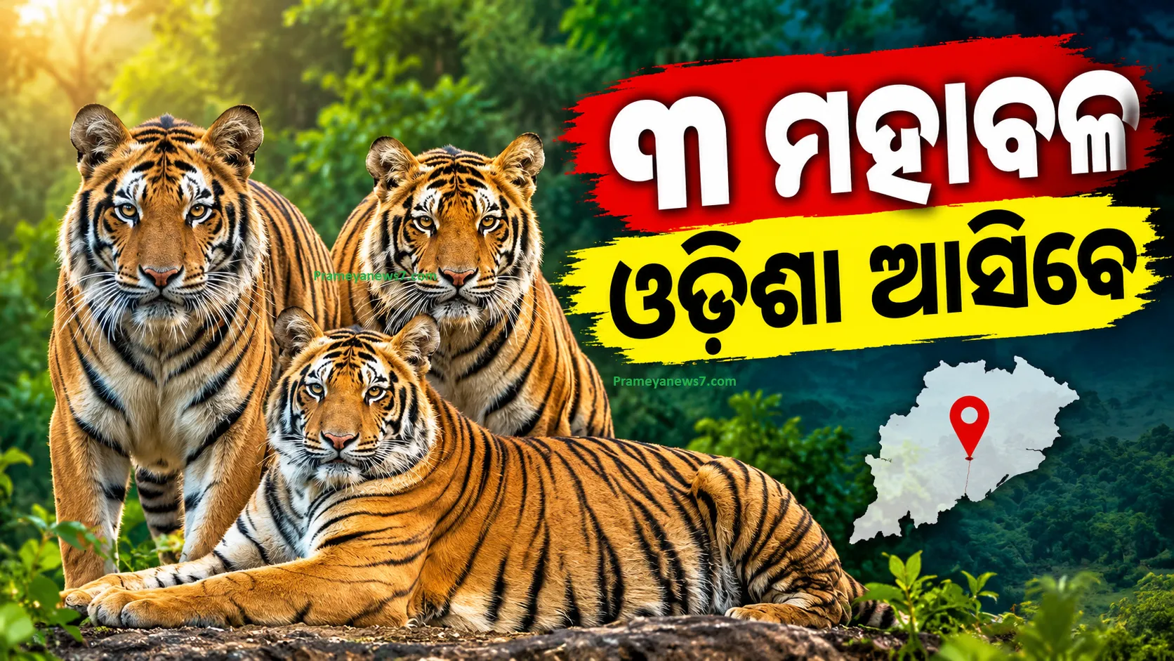 ମଧ୍ୟପ୍ରଦେଶରୁ ଓଡ଼ିଶା ଆସିବେ ୩ ମହାବଳ, ଶିମିଳିପାଳରେ ବାଘ ବଂଶ ବୃଦ୍ଧିକୁ ମିଳିବ ନୂଆ ବଳ