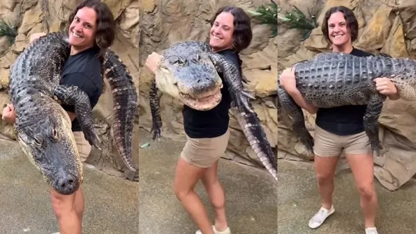 alligator 